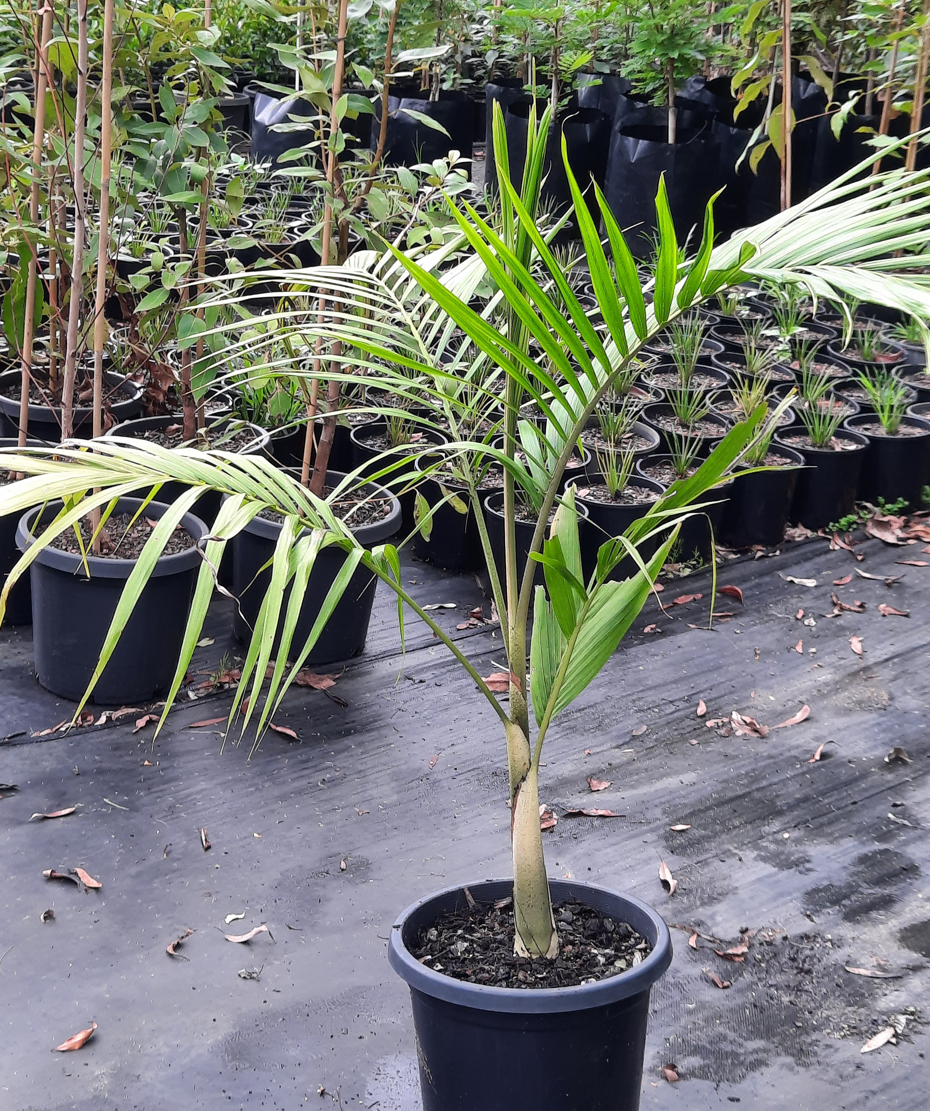 Archontophoenix Cunninghamiana - Bangalow Palm